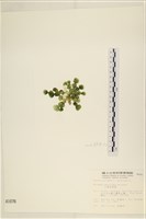 大葉海仙人掌, 大葉仙掌藻藏品圖，第3張