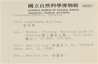 茶花石蓴, 牡丹菜藏品圖，第2張