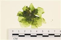 茶花石蓴, 牡丹菜藏品圖，第1張
