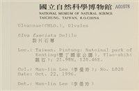 長片石蓴, 裂片石蓴藏品圖，第2張