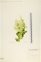 長片石蓴, 裂片石蓴藏品圖，第1張
