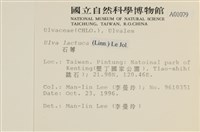 大石蓴, 石蓴藏品圖，第2張