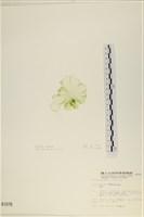 大石蓴, 石蓴藏品圖，第3張