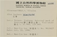 大石蓴, 石蓴藏品圖，第2張