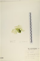 大石蓴, 石蓴藏品圖，第3張