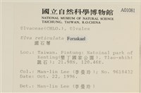 網石蓴藏品圖，第2張