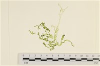 網石蓴藏品圖，第1張