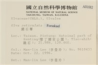 網石蓴藏品圖，第2張