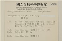 浮網藻, 肋葉藻藏品圖，第2張