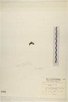 浮網藻, 肋葉藻藏品圖，第3張