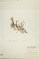 鹿角網地藻藏品圖，第3張
