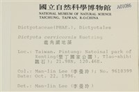 鹿角網地藻藏品圖，第2張