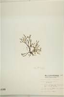 鹿角網地藻藏品圖，第3張