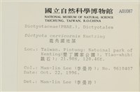 鹿角網地藻藏品圖，第2張