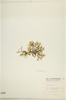 鹿角網地藻藏品圖，第3張