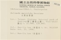 大葉海仙人掌, 大葉仙掌藻藏品圖，第2張