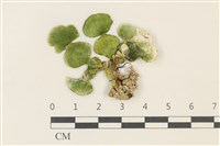 大葉海仙人掌, 大葉仙掌藻藏品圖，第1張