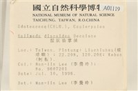 盤狀仙掌藻藏品圖，第2張