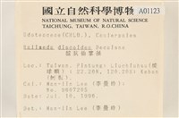 盤狀仙掌藻藏品圖，第2張