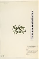 登錄號:A00001133藏品圖，第3張