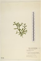 登錄號:A00001135藏品圖，第3張