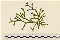 登錄號:A00001135藏品圖，第1張