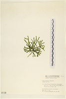 登錄號:A00001136藏品圖，第1張