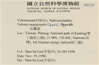 法囊藻藏品圖，第2張