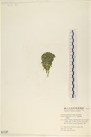 法囊藻藏品圖，第3張