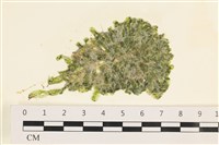 法囊藻藏品圖，第1張