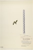 登錄號:A00001139藏品圖，第3張