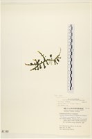 登錄號:A00001140藏品圖，第3張