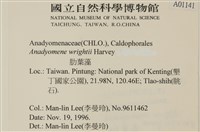 浮網藻, 肋葉藻藏品圖，第2張