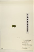 浮網藻, 肋葉藻藏品圖，第3張
