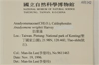 浮網藻, 肋葉藻藏品圖，第2張