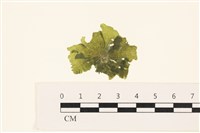 浮網藻, 肋葉藻藏品圖，第1張