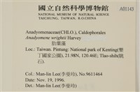 浮網藻, 肋葉藻藏品圖，第2張