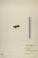 浮網藻, 肋葉藻藏品圖，第3張