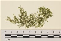 登錄號:A00001144藏品圖，第1張