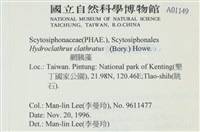 網胰藻藏品圖，第2張