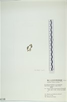 網胰藻藏品圖，第3張