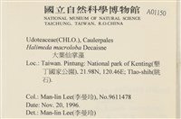 大葉海仙人掌, 大葉仙掌藻藏品圖，第2張