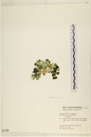 大葉海仙人掌, 大葉仙掌藻藏品圖，第3張