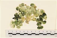 大葉海仙人掌, 大葉仙掌藻藏品圖，第1張