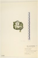 登錄號:A00001163藏品圖，第3張