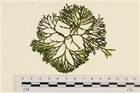 登錄號:A00001163藏品圖，第1張
