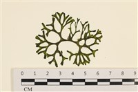 登錄號:A00001164藏品圖，第1張