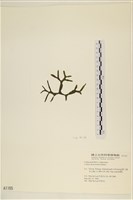 登錄號:A00001165藏品圖，第3張