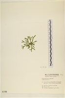 登錄號:A00001166藏品圖，第3張