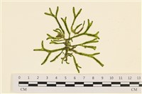 登錄號:A00001166藏品圖，第1張